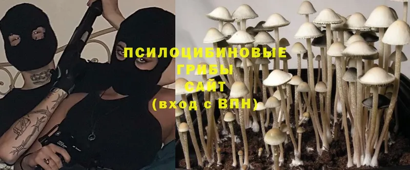 Псилоцибиновые грибы Cubensis  цена наркотик  Энем 